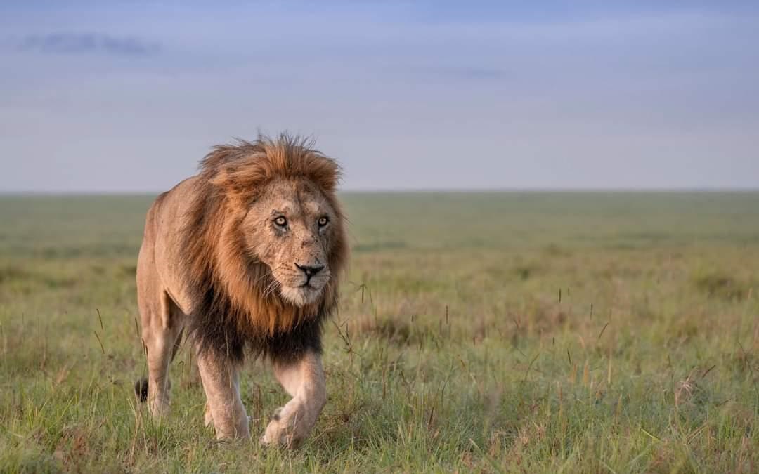 Mikumi National Park